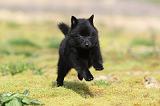 SCHIPPERKE 203